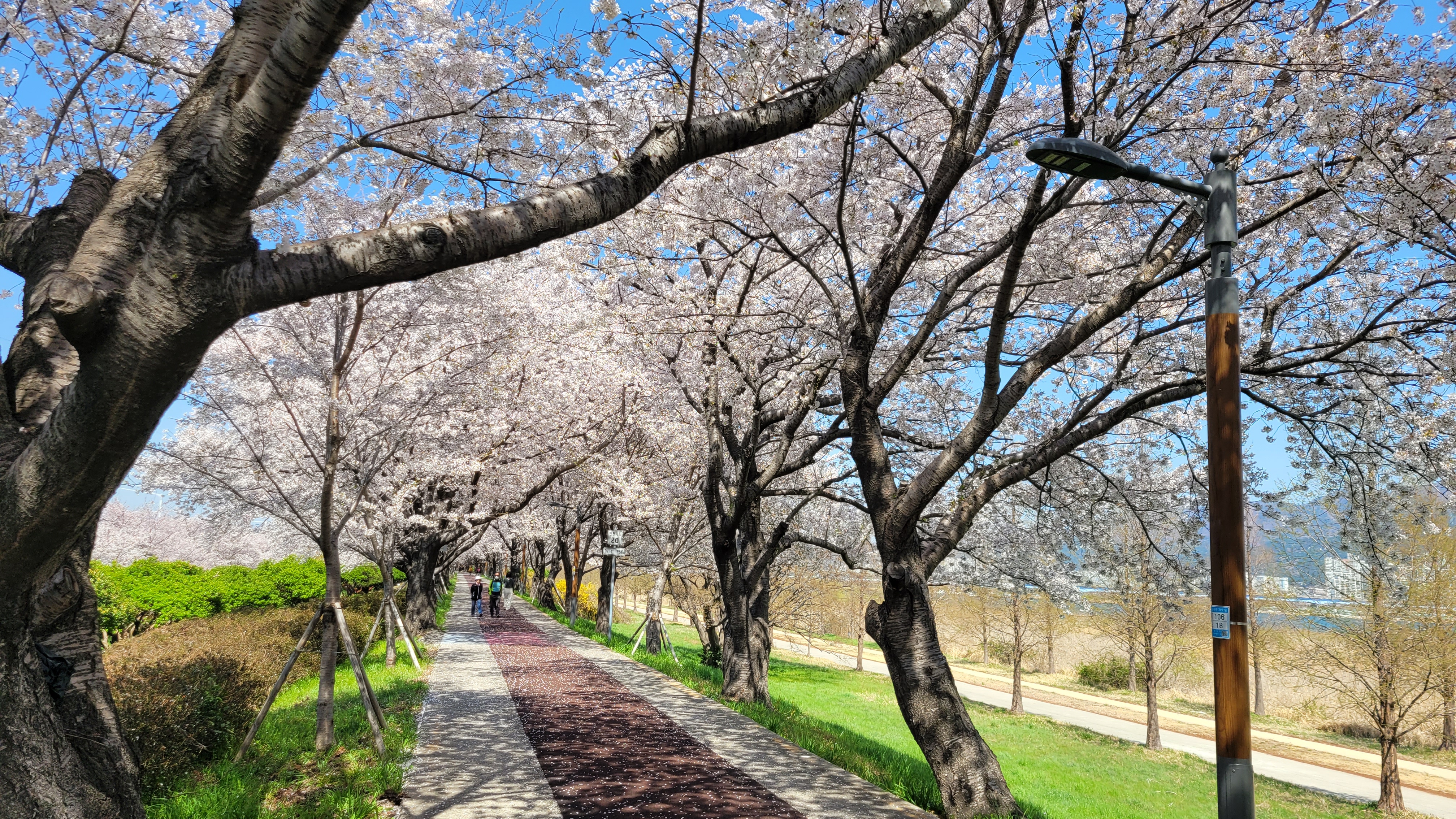 벚꽃 흩날리는 낙동강 자전거길