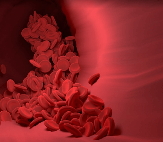 혈관속에서 적혈구가 흐르고 있는 모습