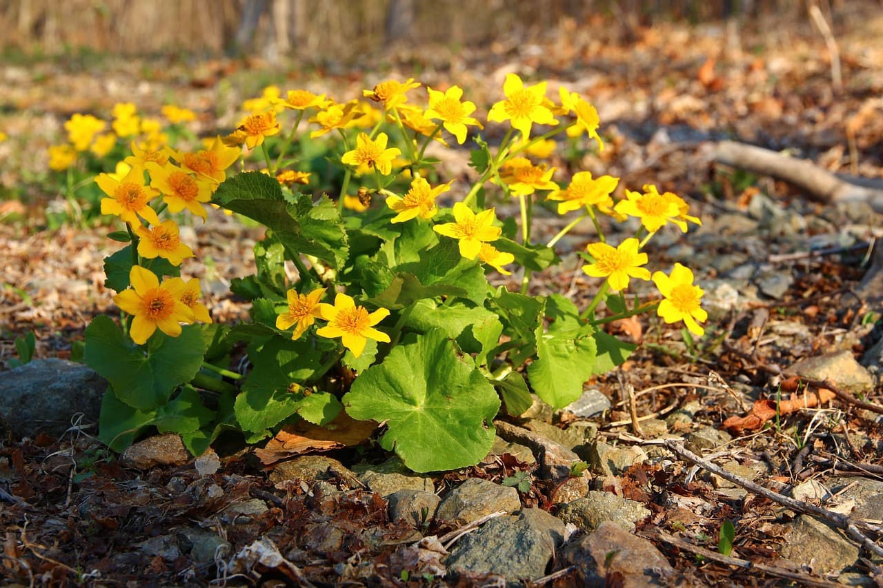 (초보자 ver)도시 텃밭 가꾸기 완벽 가이드24 - 텃밭 작물과 잘 어울리는 공생식물