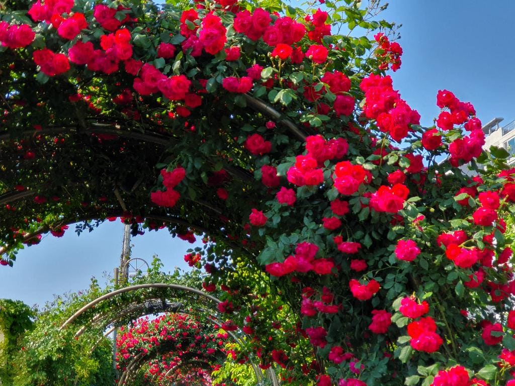 2024 중랑 서울장미축제&amp;#44; 곡성 세계장미축제&amp;#44; 삼척 장미축제&amp;#44; 울산대공원 장미축제 일정 정보