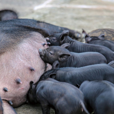2025 휴애리 유채꽃 축제 동물 먹이 주기 체험 2
