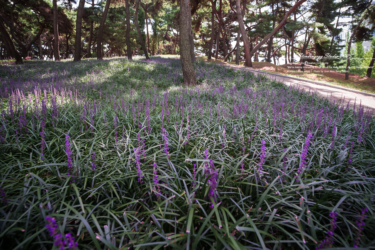 #청주 #솔밭공원 #맥문동 #공원