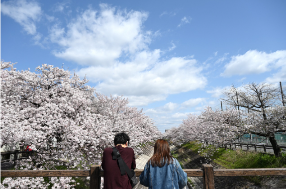 벚꽃 배경으로 사진 찍는 방법과 좋은 곳 추천