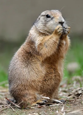 검은꼬리프레리독