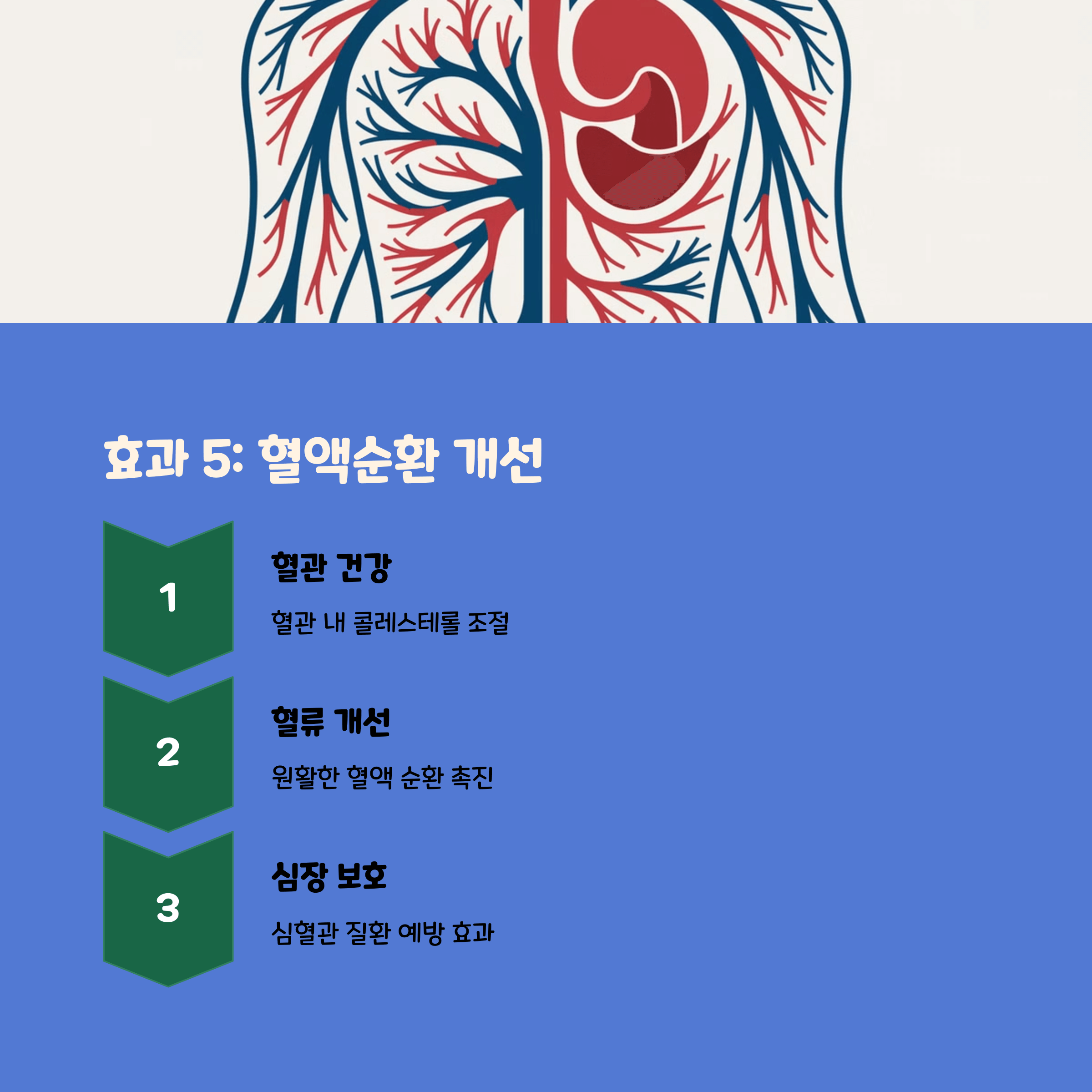파로효소 효능