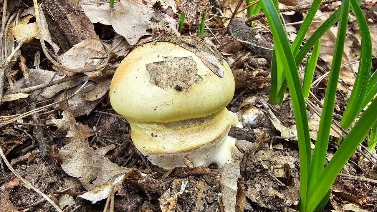 레몬끈적 독성버섯