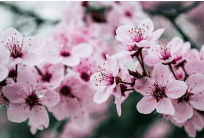 진해군항제 벚꽃 축제