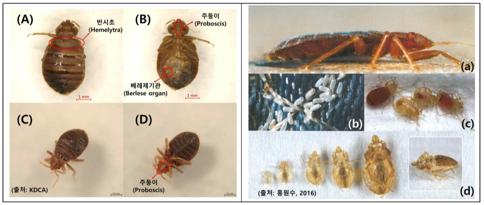 빈대 퇴치법