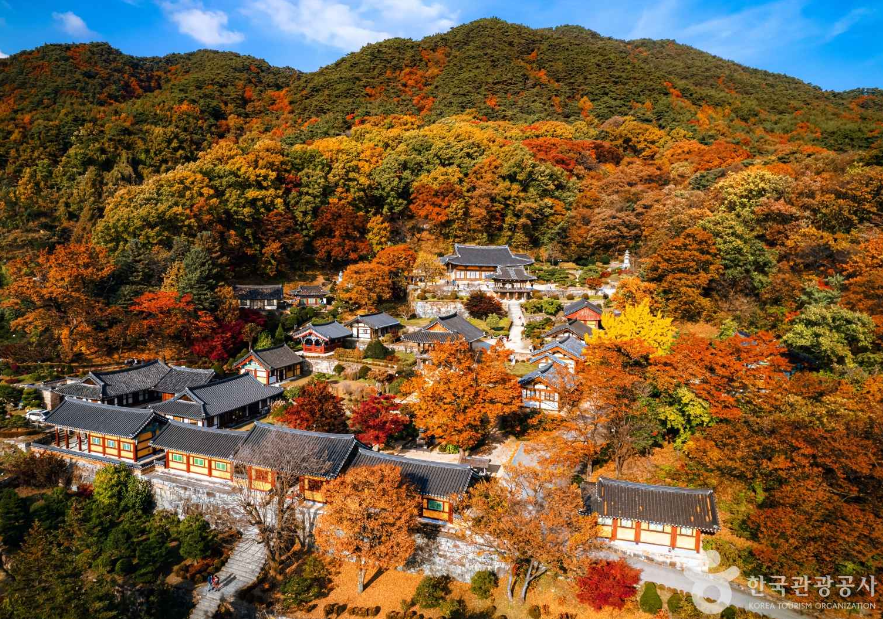 부석사
단풍