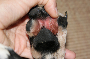 심하게 핥아서 습진이 생긴 강아지발가락사진