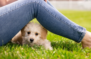 강아지 종합검진관련사진