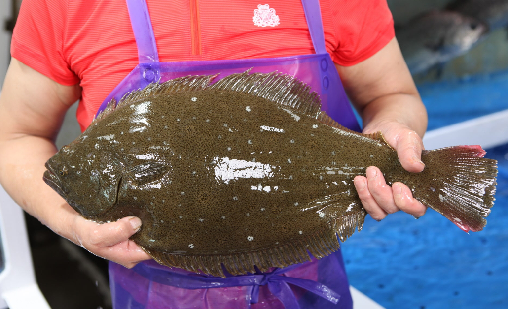 광어 맨손잡기 사진