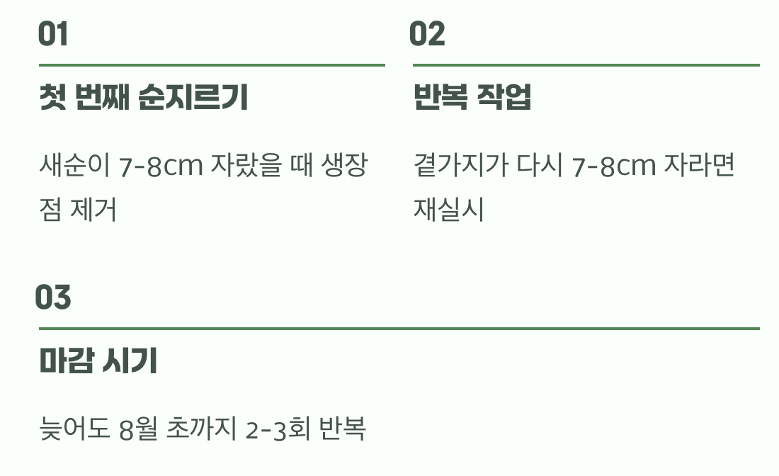 동그란 수형의 비밀, 순지르기의 마법
