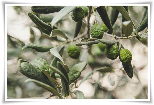 "올리브나무 키우기" 집에서 즐기는 지중해의 향기 정원!