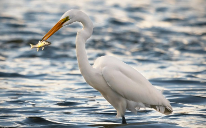 새꿈 상황별 해몽