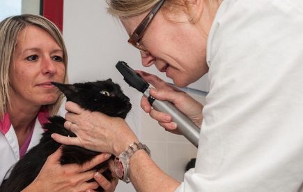 고양이 눈 검사를 하는 수의사.