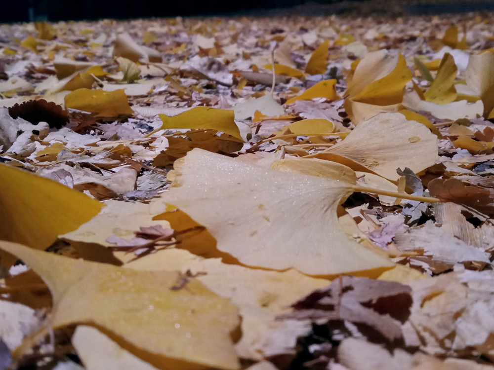 워크온앱(WalkON) 1일1만보걷기챌린지