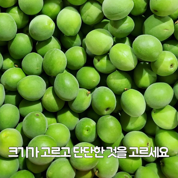 크기가 고르고 단단한 것을 고르세요