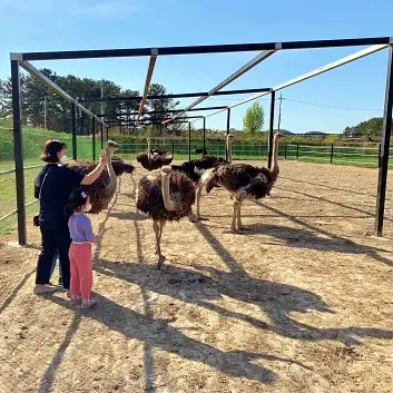 경남 함안 타조 농장 먹이주기, 퀴즈풀기, 알밟기, 교감하기 체험 가볼만한 곳 추천