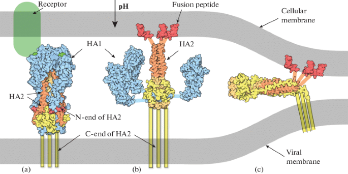 헤마글루티닌과 세포막단백질 결합 이후 융합과정