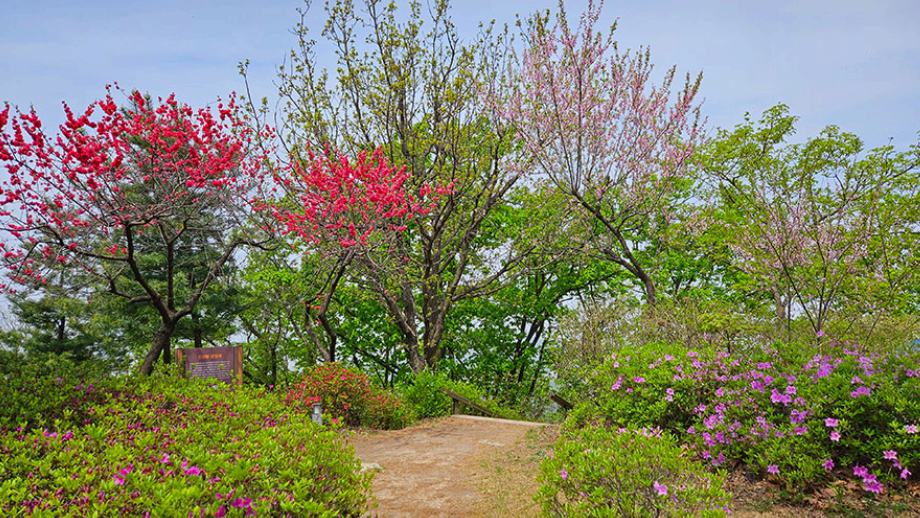 [4월 봄꽃 축제]제3회 영인산 철쭉제❘기간, 일정, 프로그램, 철쭉 개화 상황정리