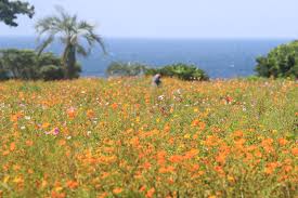 8월 제주도 가볼만한곳10곳