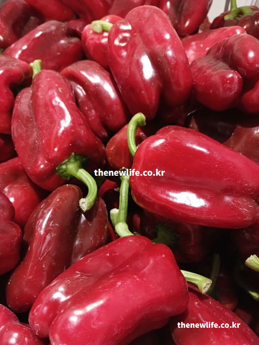 피망 효능의 비타민 C가 가득한 탄력 있는 피망의 실사진