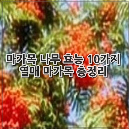 마가목 나무 효능 10가지 열매 마가목 총정리