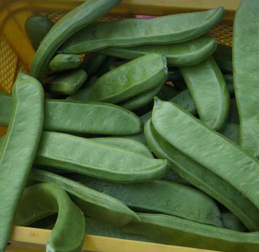 작두콩차 효능, 부작용 알아보기