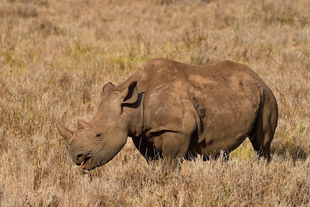 멸종 위기 동식물 북부흰코뿔소