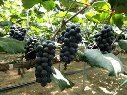 제15회 향수옥천 포도복숭아 축제 기본일정과 특징 소개 나상도 홍지민 숙행 추혁진 이미리 채윤 앵두걸스 배일호 요요미 유지나 강진 박혜신 출연