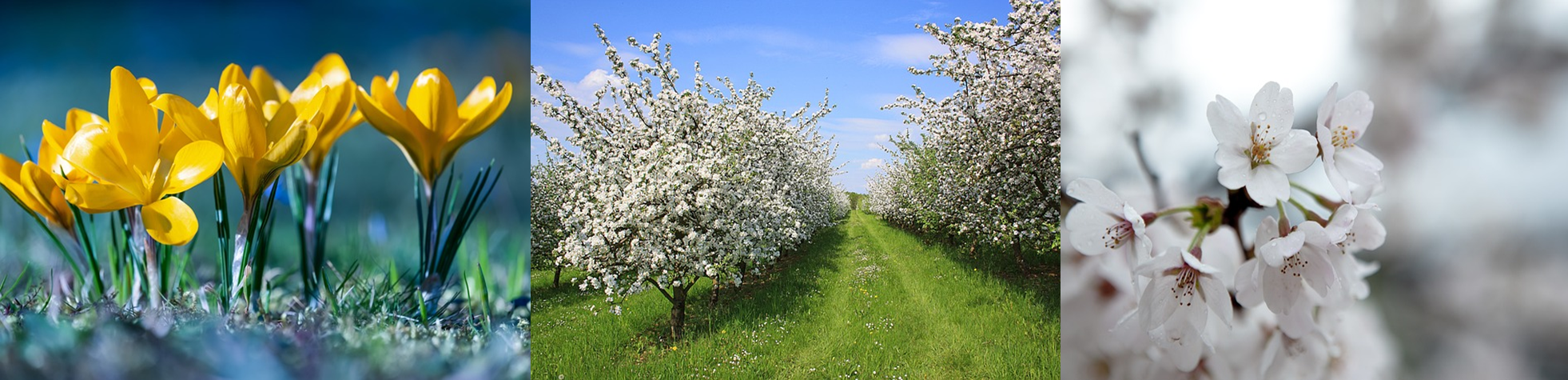 혼자서도 충분히 즐거운 봄꽃 여행지 추천 - 봄꽃 명소 BEST 10