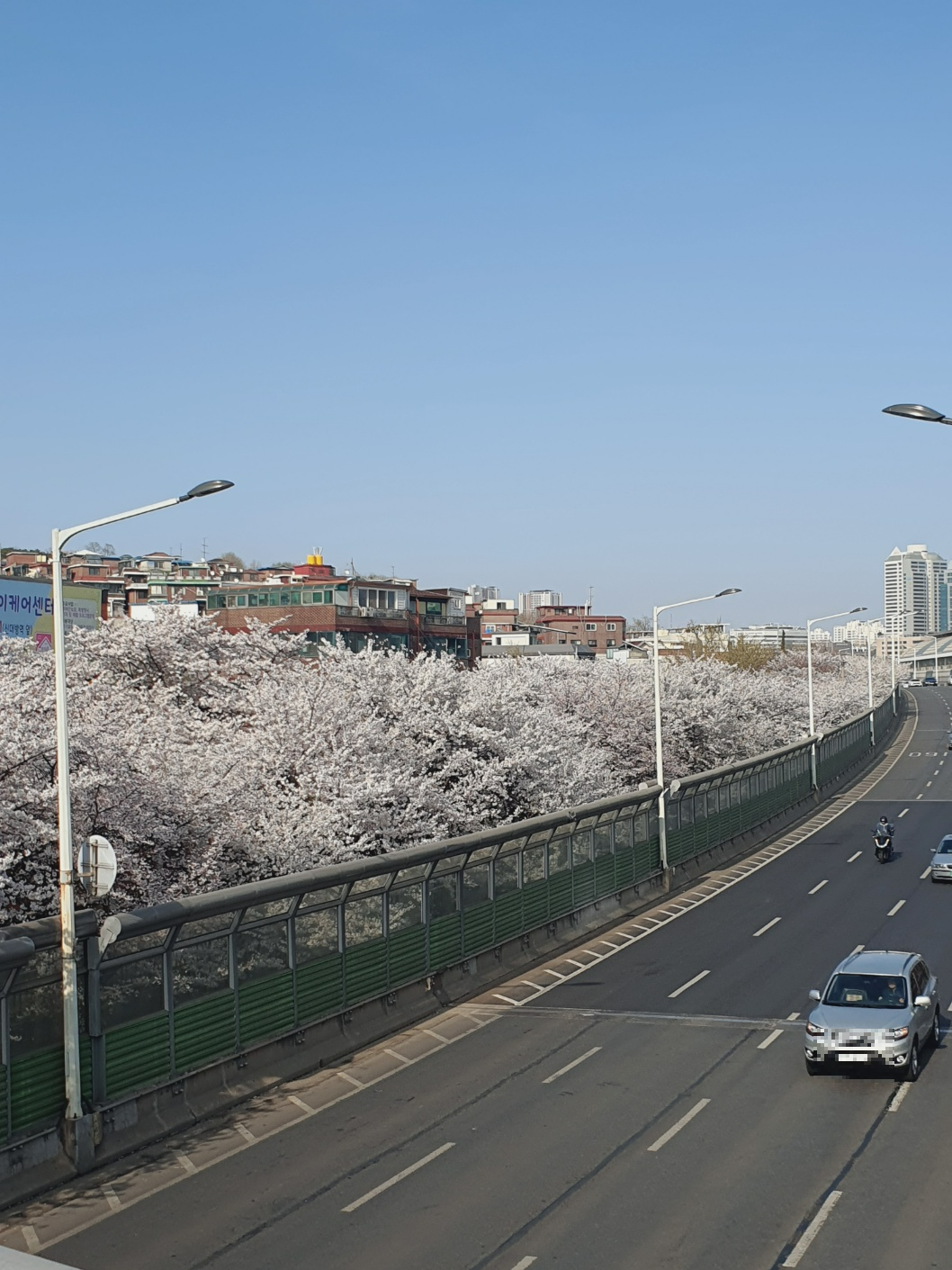 육교 위에서 바라본 벚꽃길