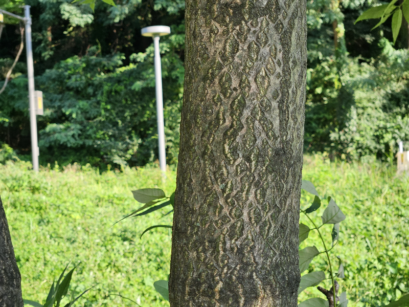 가죽나무 수피2