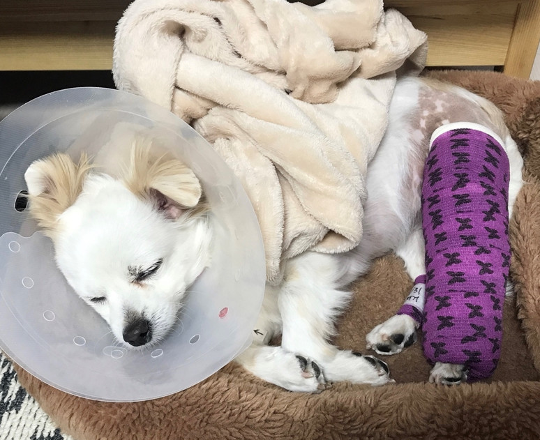 십자인대파열-TPLO-수술