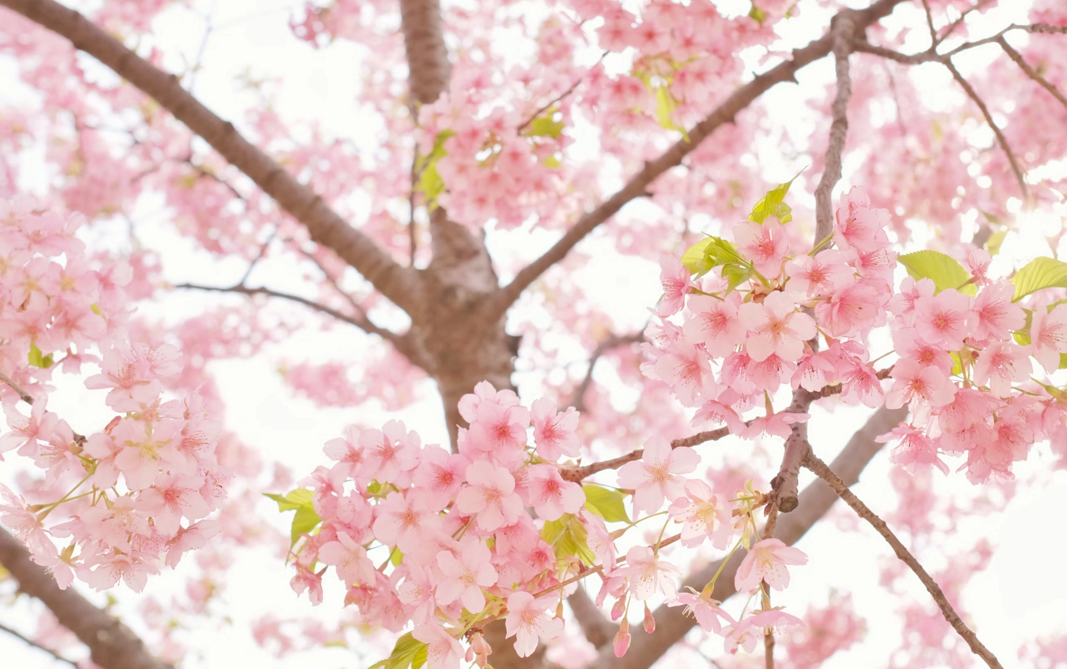 영암 벚꽃축제 기간