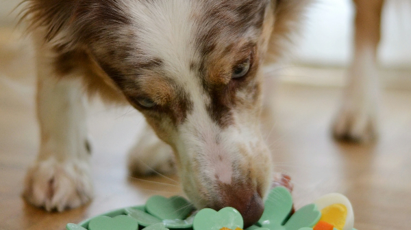 밥 먹고있는 강아지