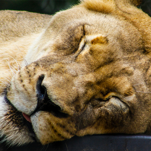숙면에 좋은 음식