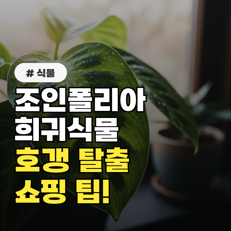 조인폴리아 희귀식물, 이것 모르면 호갱! 쇼핑 팁 3가지!
