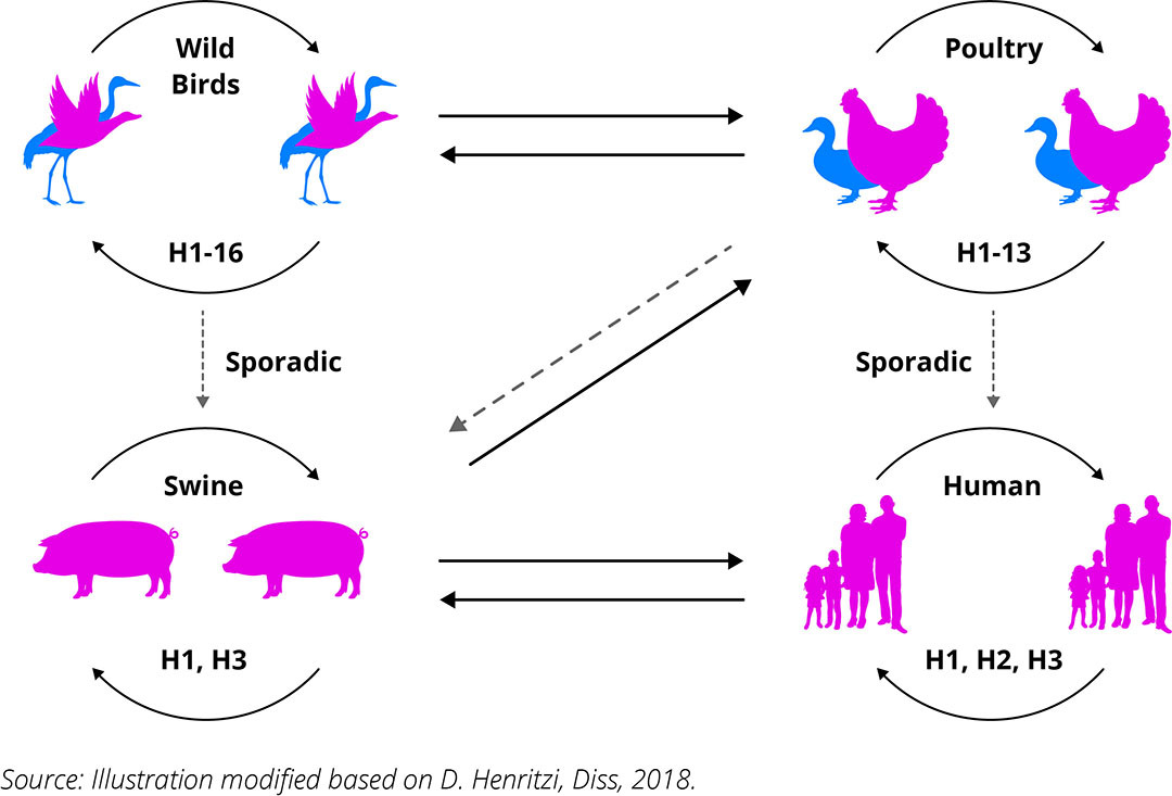 독감바이러스 숙주