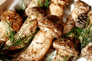 송이버섯 효능03