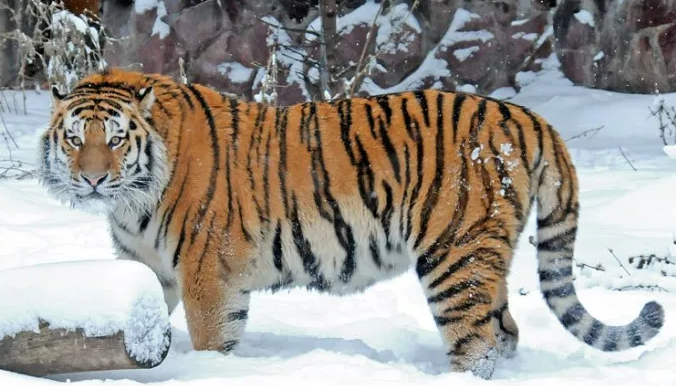 시베리아 한국 호랑이