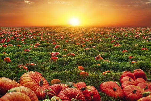 호박꿈, 호박꿈해몽, 초록호박꿈, 큰호박꿈, 황금호박꿈, 늙은호박꿈, 호박태몽