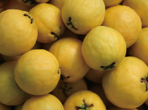 경남 의령 구아바