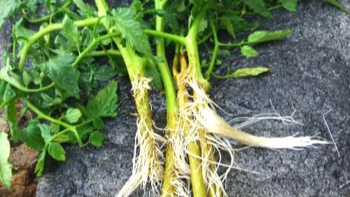 토마토-곁가지-재배-뿌리내리기