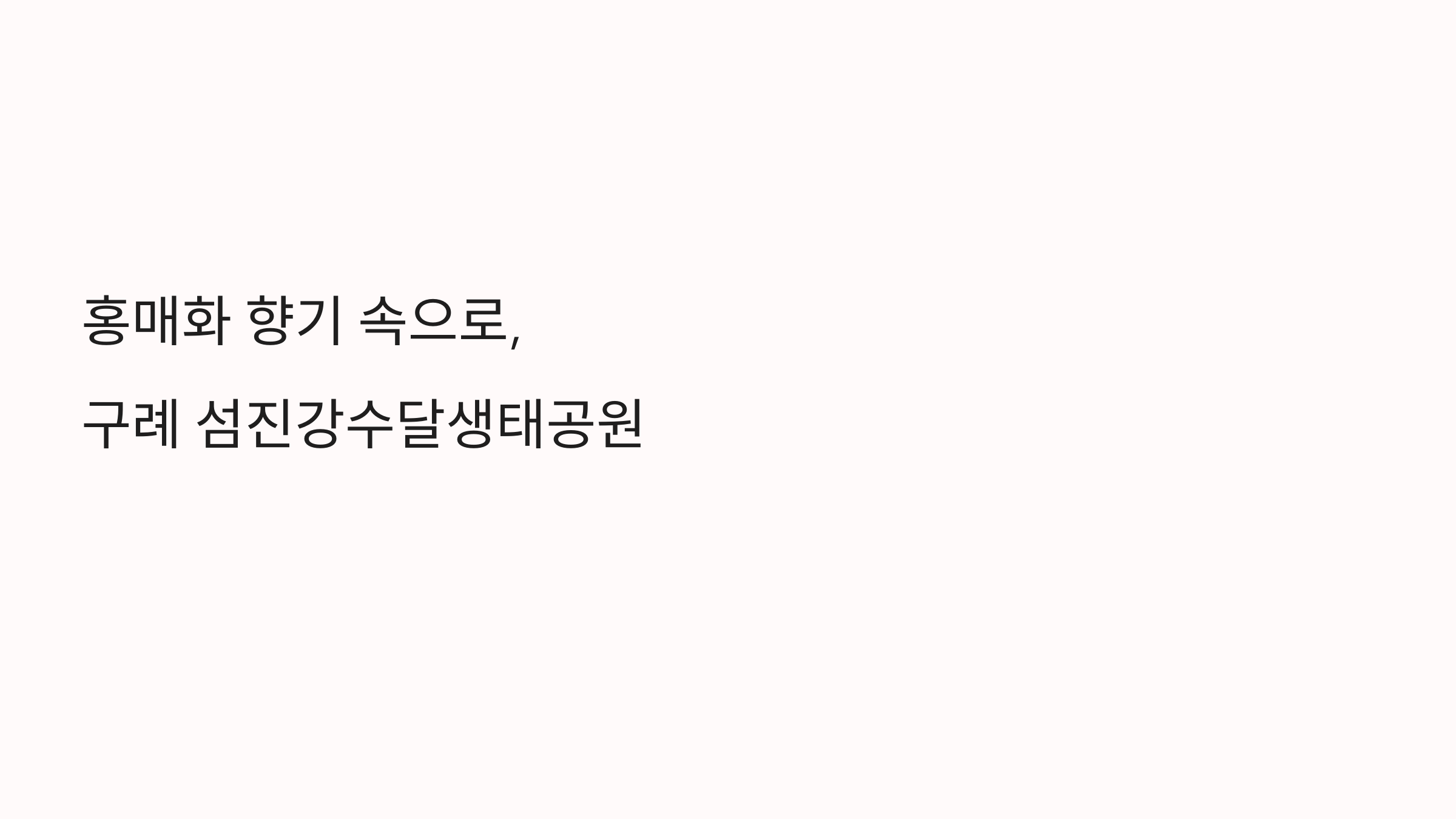 구례 섬진강수달생태공원에 핀 홍매화의 향연, 자연과 어우러진 봄 풍경으로 힐링하세요. 감성 가득한 봄 여행지 추천!
