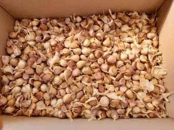 마늘 심는 시기 품종선택 비닐멀칭 웃거름 녹병 예방법_15