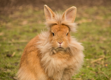 2025년 6월 토끼띠 생년별 운세