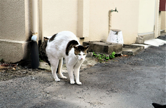 고양이 특발성 방광염