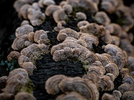 건강 식품 상황버섯